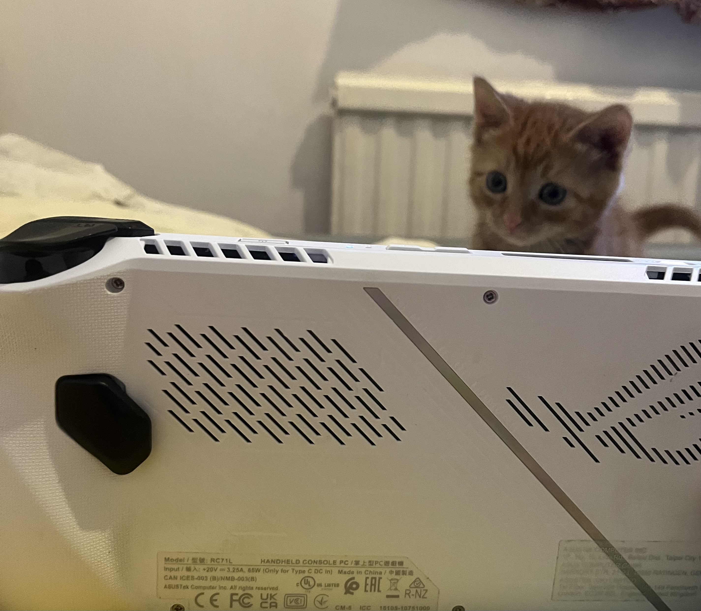 Kitten with ROG Ally